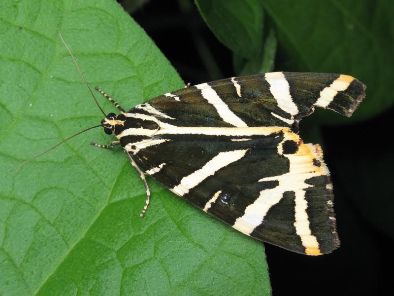 Euplagia quadripunctaria (Poda, 1761)